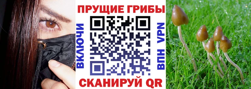 kraken ONION  закладка  нарко площадка как зайти  Псилоцибиновые грибы MAGIC MUSHROOMS  Томари 